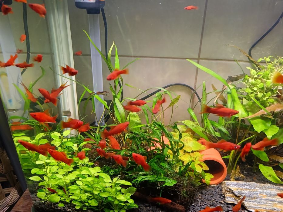 Mieczyki czerwone - 6 sztuk