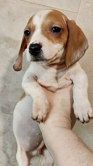 Цуценя кролячої такси пайболд з родовідом