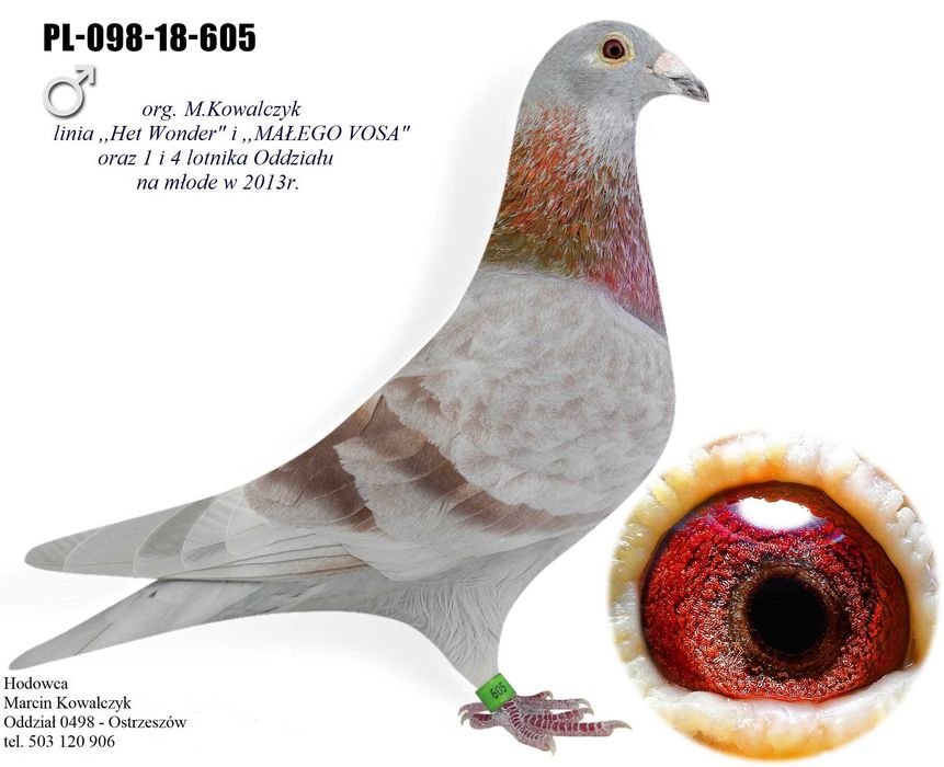gołębie pocztowe inbred 808 / MAŁY VOS i  HET WONDER