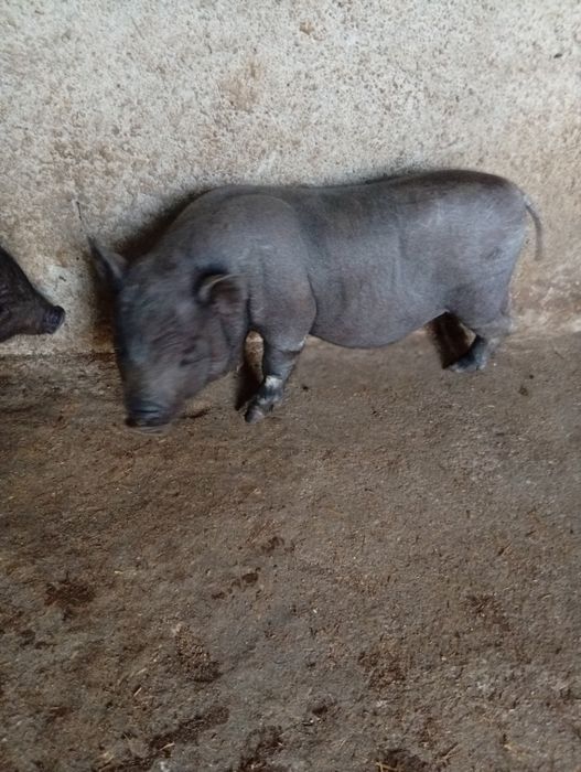 Vendo porco vietnamita com aproximadamente 2 meses