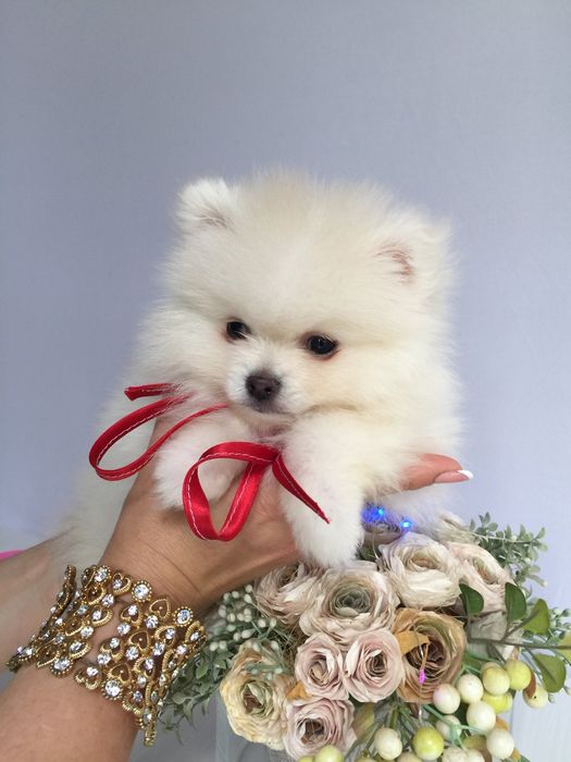 Шпіци VIP  Хлопчики та Дівчатка)