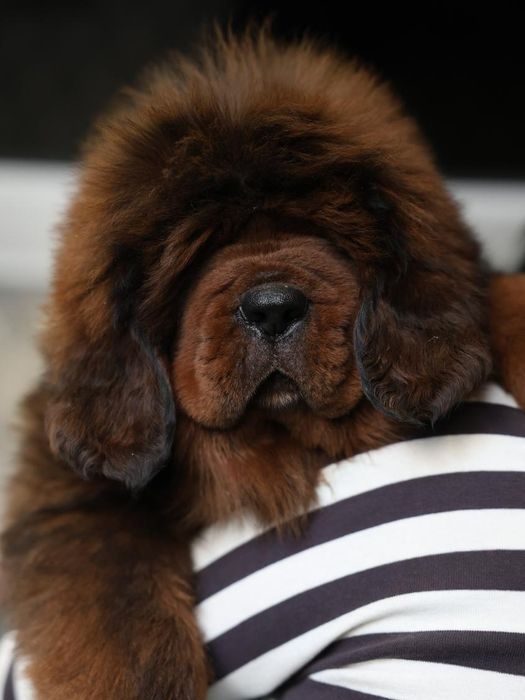 Тибетский Мастиф