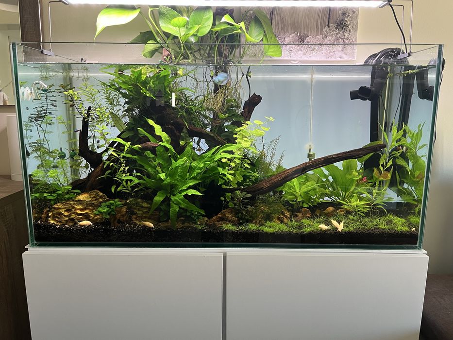 Aquário Plantado 200L - Fluval FX4 | Chihiros | Tropica