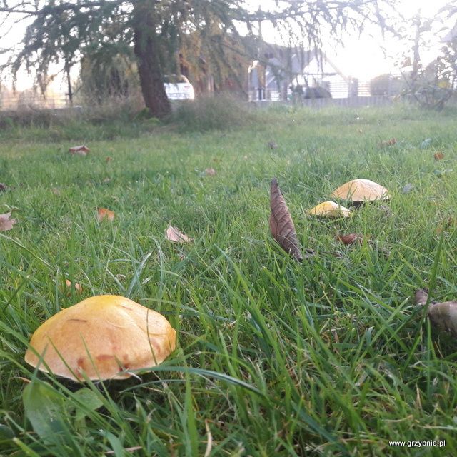 Grzybnia Grzybów Leśnych