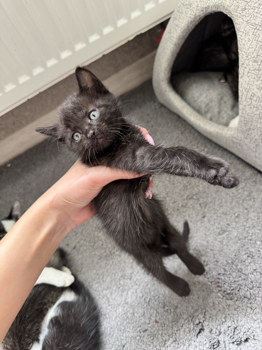 ‼️КОШЕНЯТА‼️(Київ,Київська область)