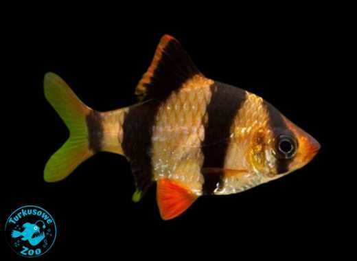 Rybka akwariowa BRZANKA SUMATRZAŃSKA, Akwarystyczny Turkusowe Zoo