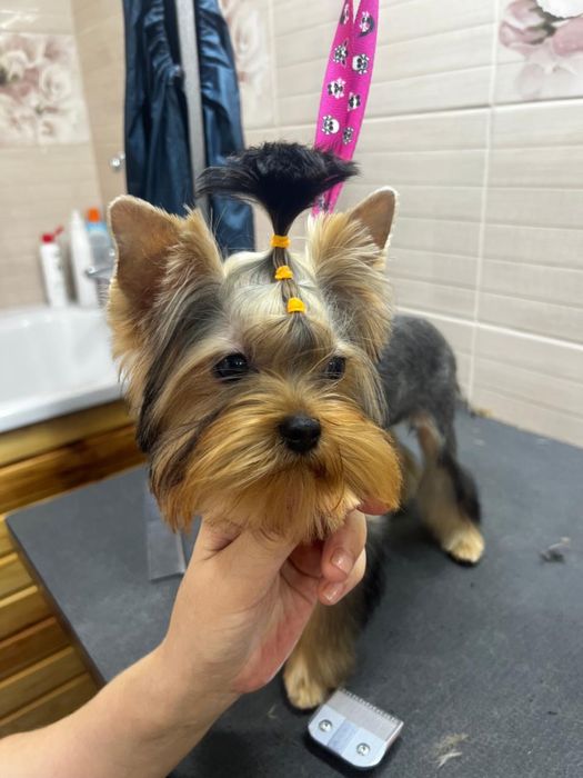 Грумінг стрижка собак та котів