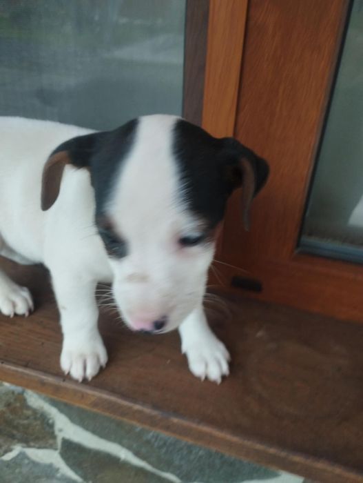 Собачки породи Джек Рассел