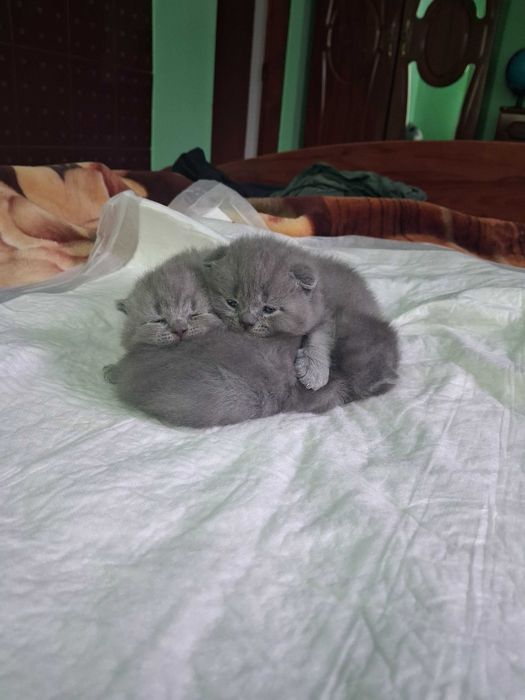 Котинята на продаж