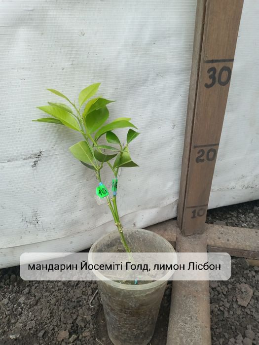 На 2 вида цитруси