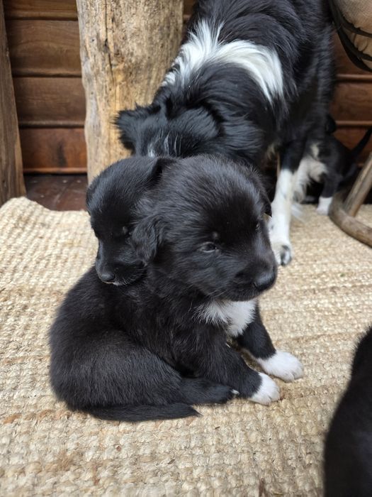 Małe pieski do adopcji szczeniaki oddam w dobre ręce. Mama Border Collie/ pies / szczenię