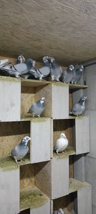 Gołębie staropolskie