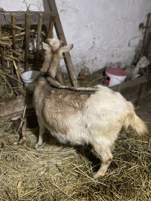 Продається дуже добра ,ще дійна безрога ,кітна коза