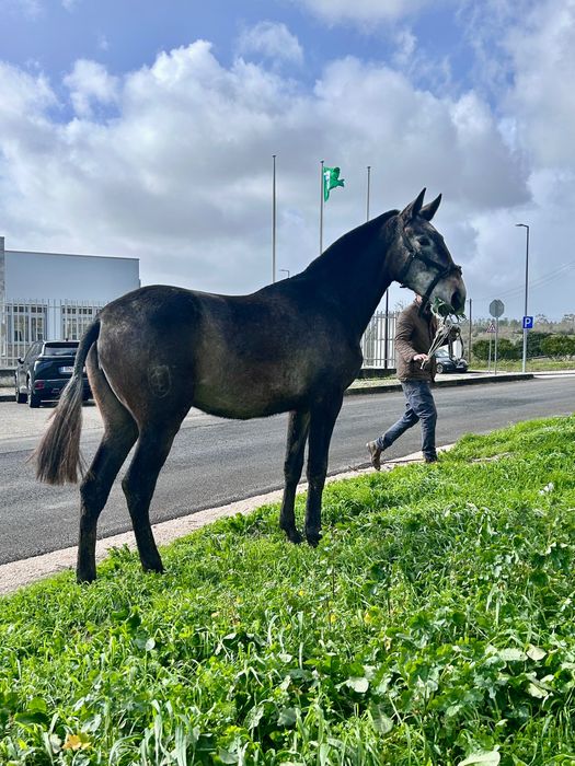 Vendo poldra lusitana