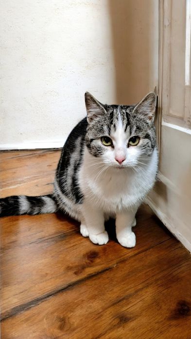 Piękny, wrażliwy kocurek poszukuje domu