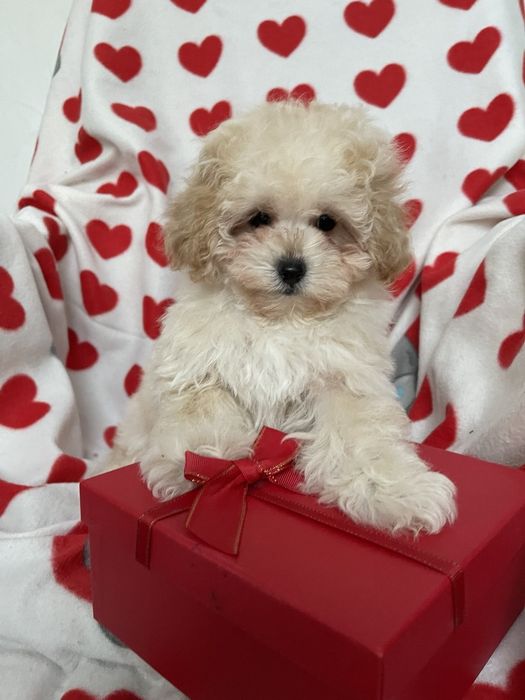 Мальтипу f 1 девочки и мальчики