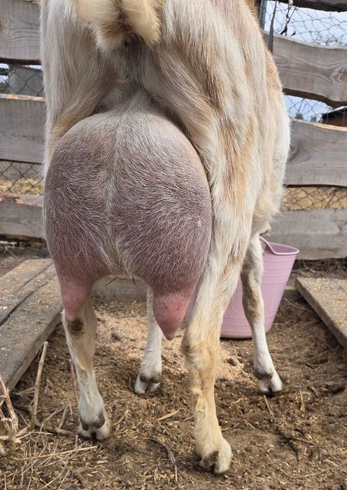 Koza alpejska mleczna