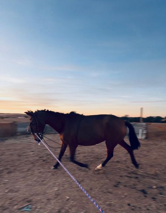 Vendo poldra com 3 anos