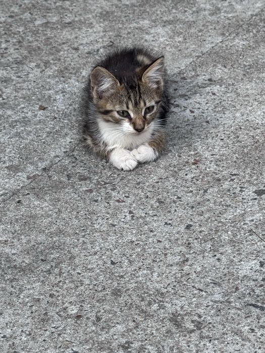 Кошеня безкоштовно