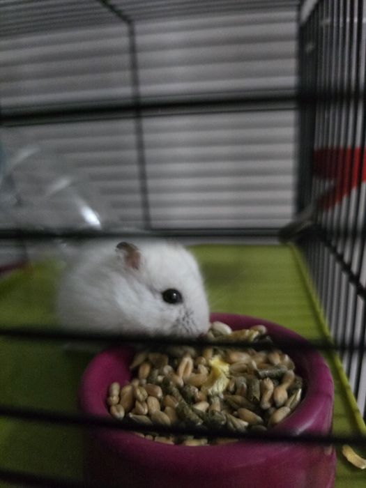 Hamster Anão russo