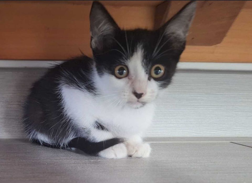 Adoção de Gatinho - Leiria