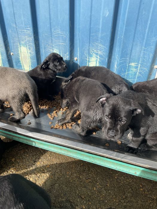 Cane Corso + Cane Corso/ Pastor Alemão