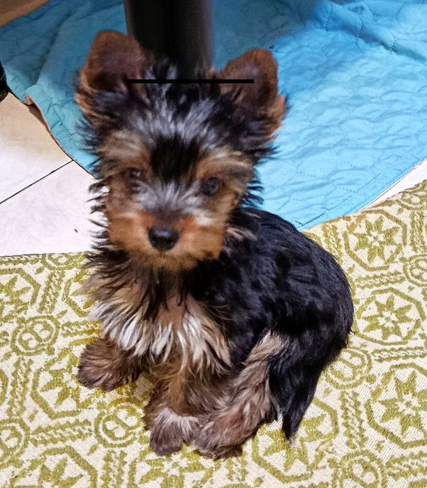 Йорк.Миник.йорик