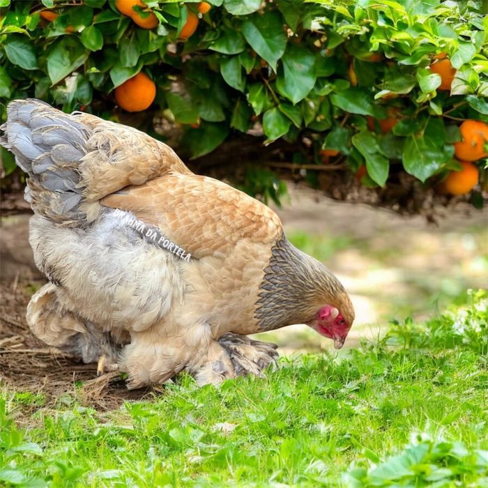 ( OVOS ) BRAHMA SALMÃO / BRAHMA BUFF / BRAHMA MIL FLORES