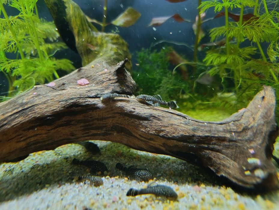 Glonojad zbrojniki pospolity