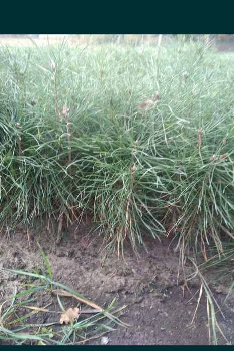 Сіянці сосни кримської, звичайної, модрини й дуба з відкритого ґрунту