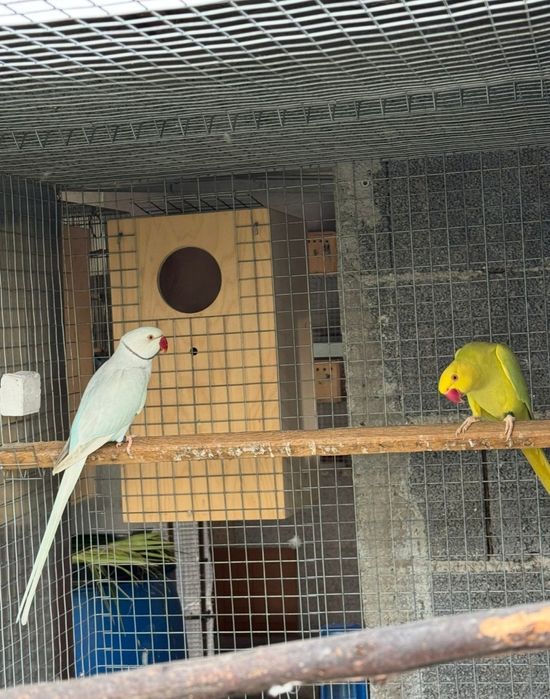 Vendo ou troco casal de Ring Neck + Gaiola grande de rede galvanizada