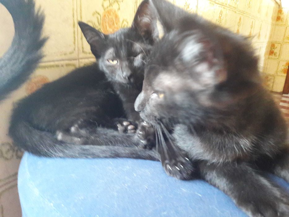 Gatinho e gatinha pretos - zona de Coimbra