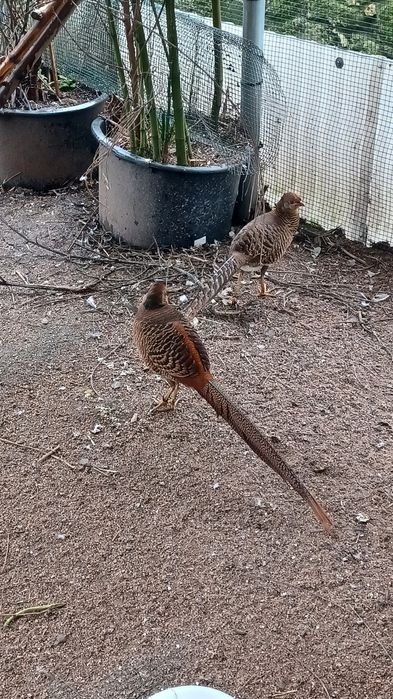 Faisões dourados de 2025