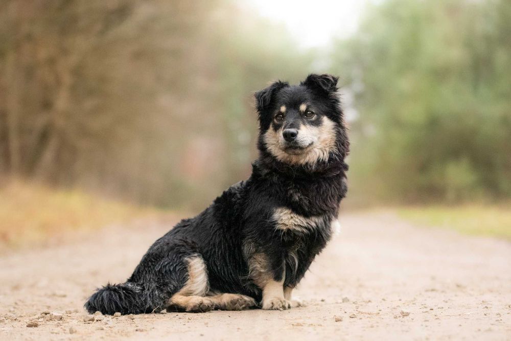 Lawa - piękna, mała suczka szuka swojej rodziny