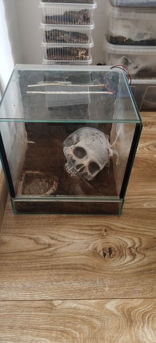 Terrarium 30×30 ×30  Gliwice