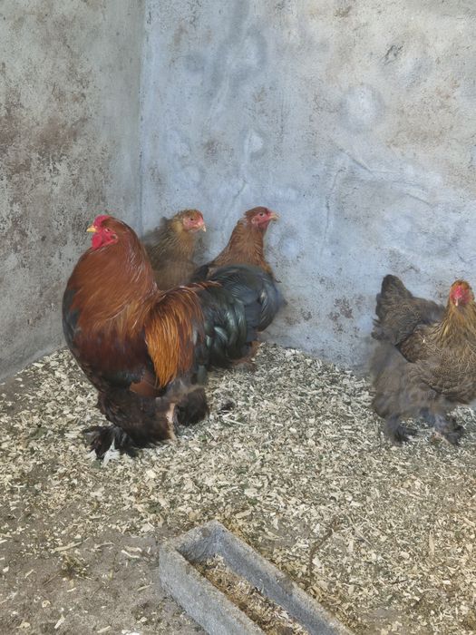 Frangos Maline e Brahama Perdiz