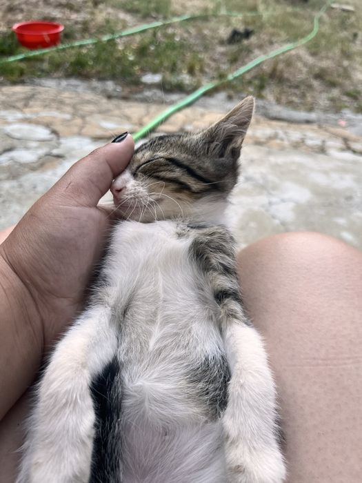 Gatinhos para dar 3 meses
