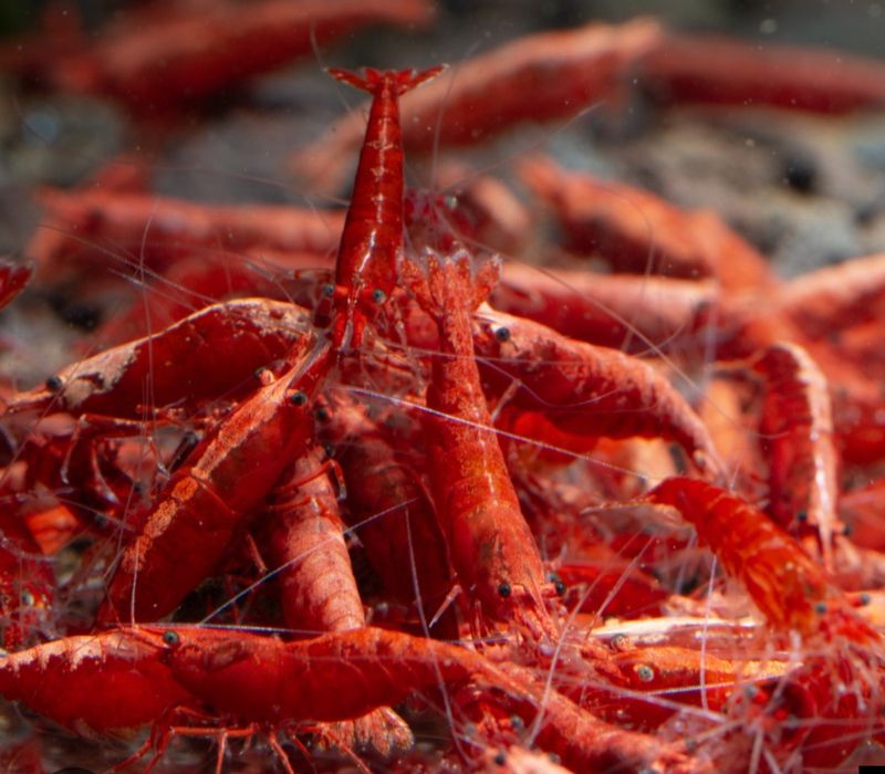 Red Fire Neocaridinas
