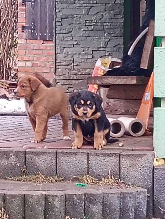 Oddam pieski za darmo