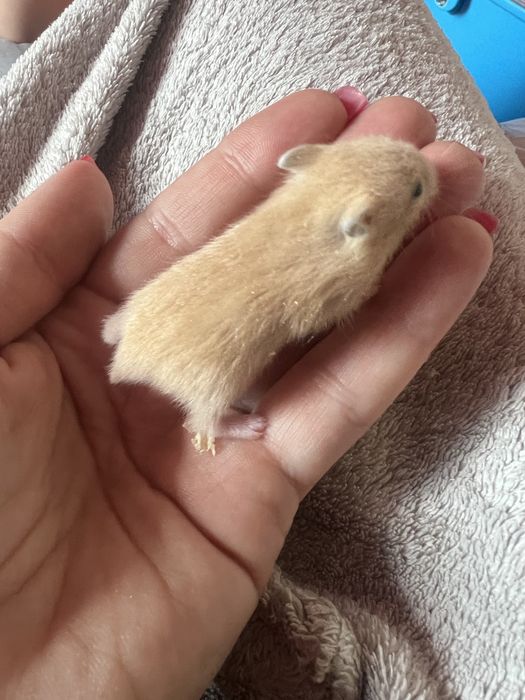 Хомячки джунгарики