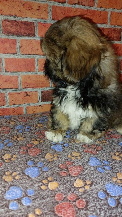 Piesek   Shih-tzu