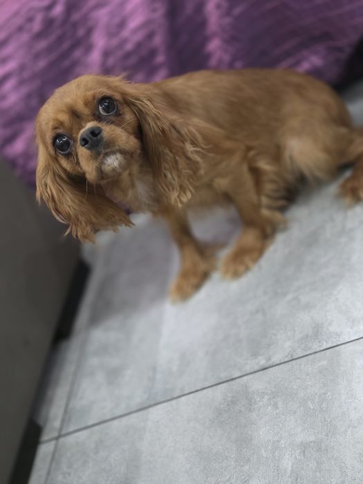 Cavapoo Samiec do odbioru badania genetyczne