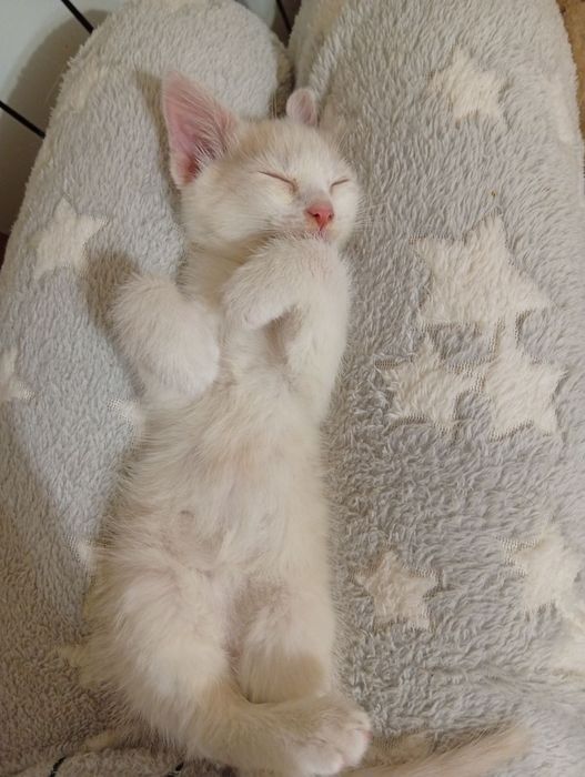 Маленькі кошенятка 2 міс.