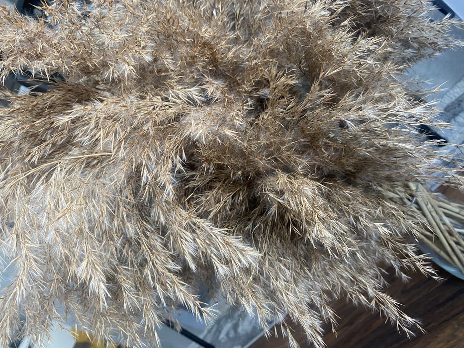 Trawa ozdobna naturalna długa  XXL 150 cm