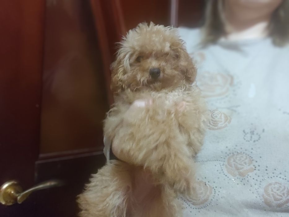 Той пудель, девочка мини