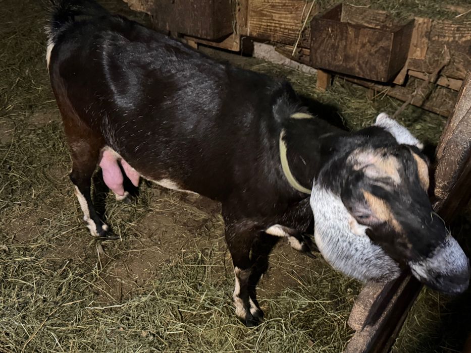 Продам нубійські кози