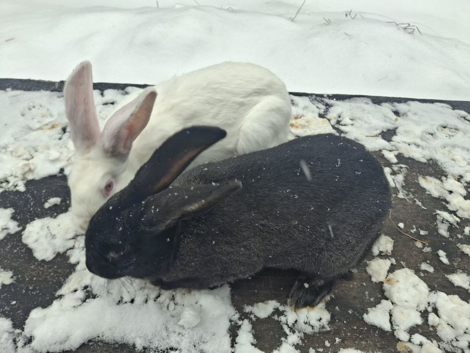 Продам кролі самки самці