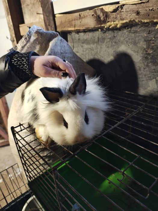 Sprzedam króliki miniaturki