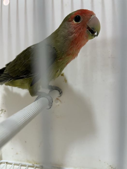 Agapornis longfeather