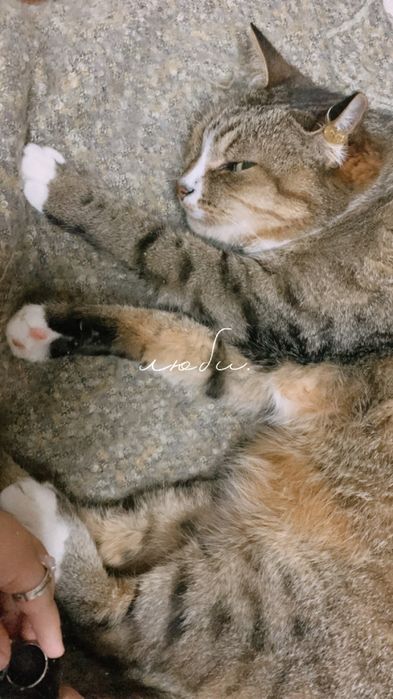 Потерялся кот!:(